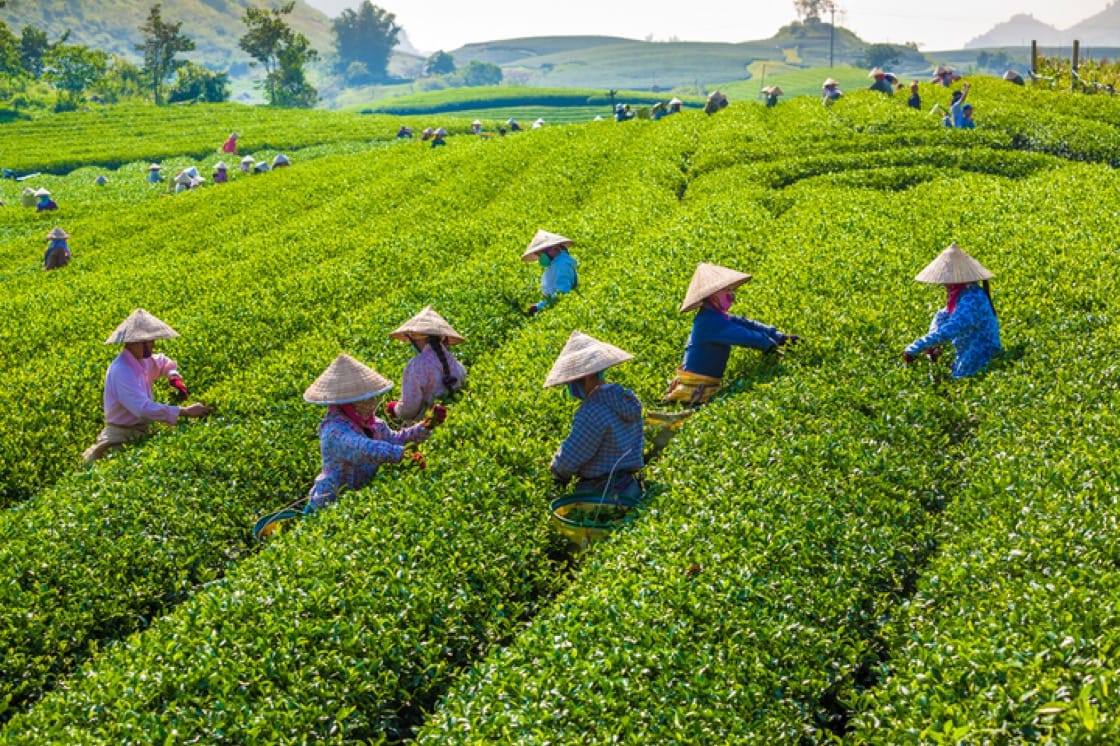 Cultivo de té verde en Asia